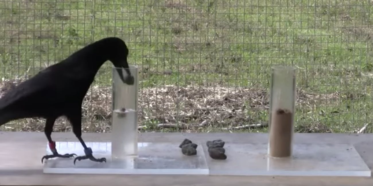 Splish splash, this crow's bathing a rock