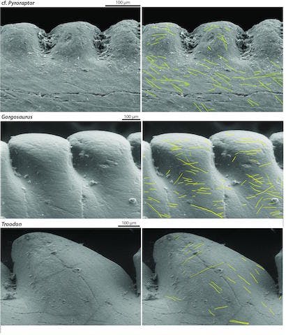 Theropod teeth