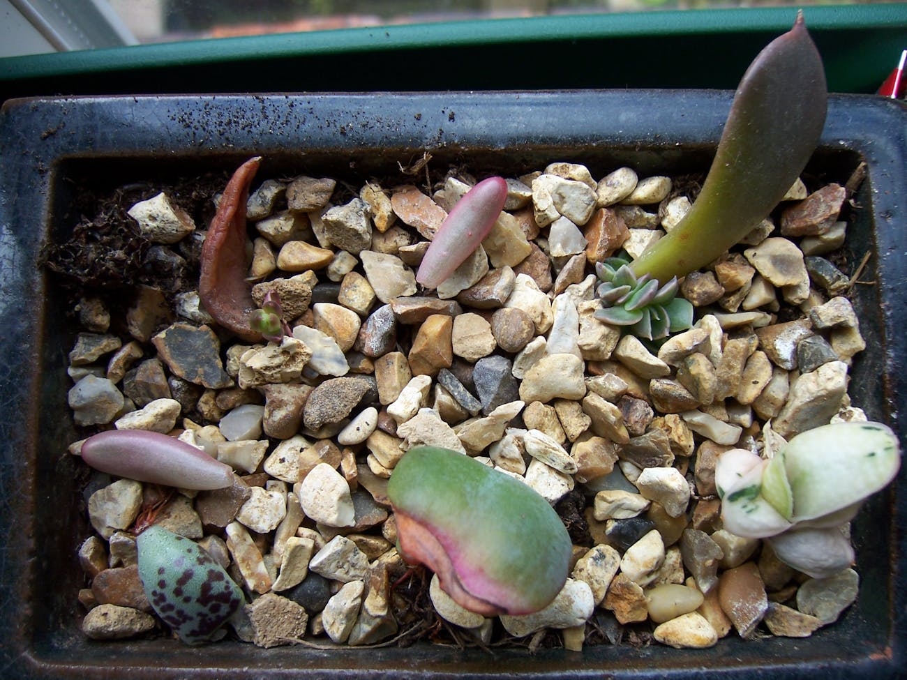 Succulent Leaf Cuttings