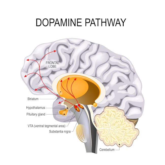 Illustration of the Dopamine Pathway