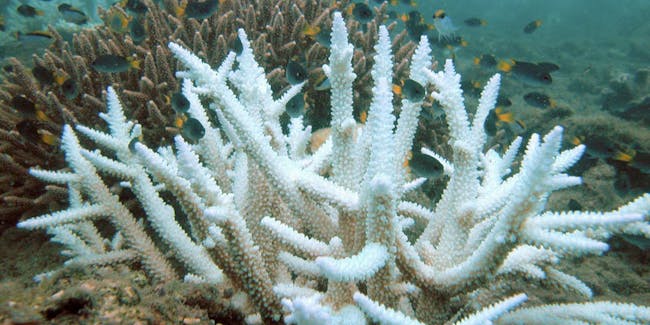 Bleached Acropora coral (foreground) and normal colony (background), Keppel Islands, Great Barrier Reef