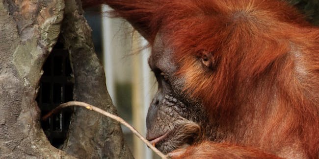orangutan stick tool