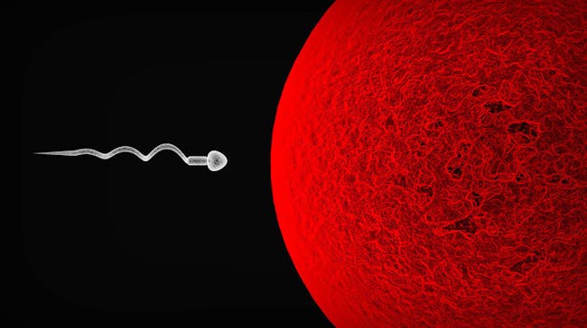 sperm egg infertility
