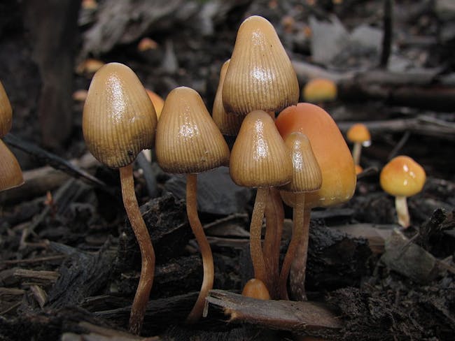 magic mushrooms psilocybin
