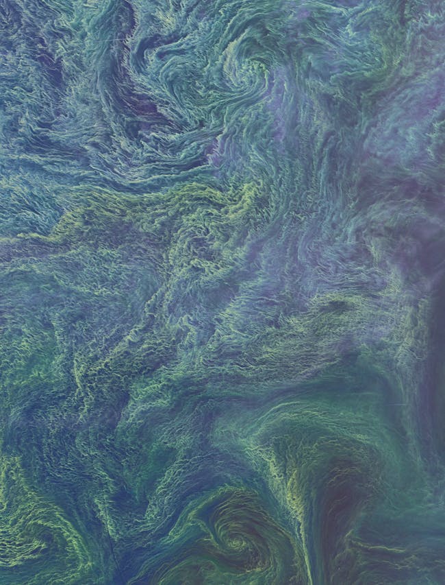 Blooming Baltic Sea