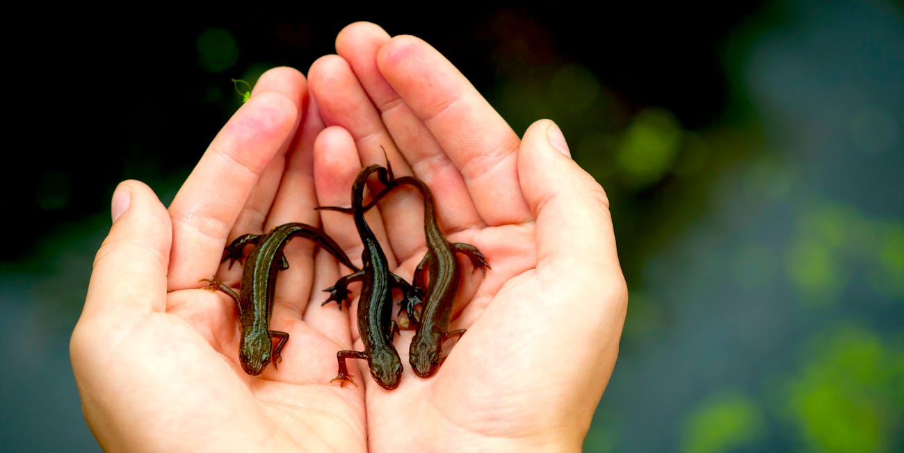 salamander, hands