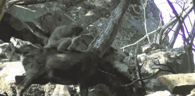 monkey humping gif