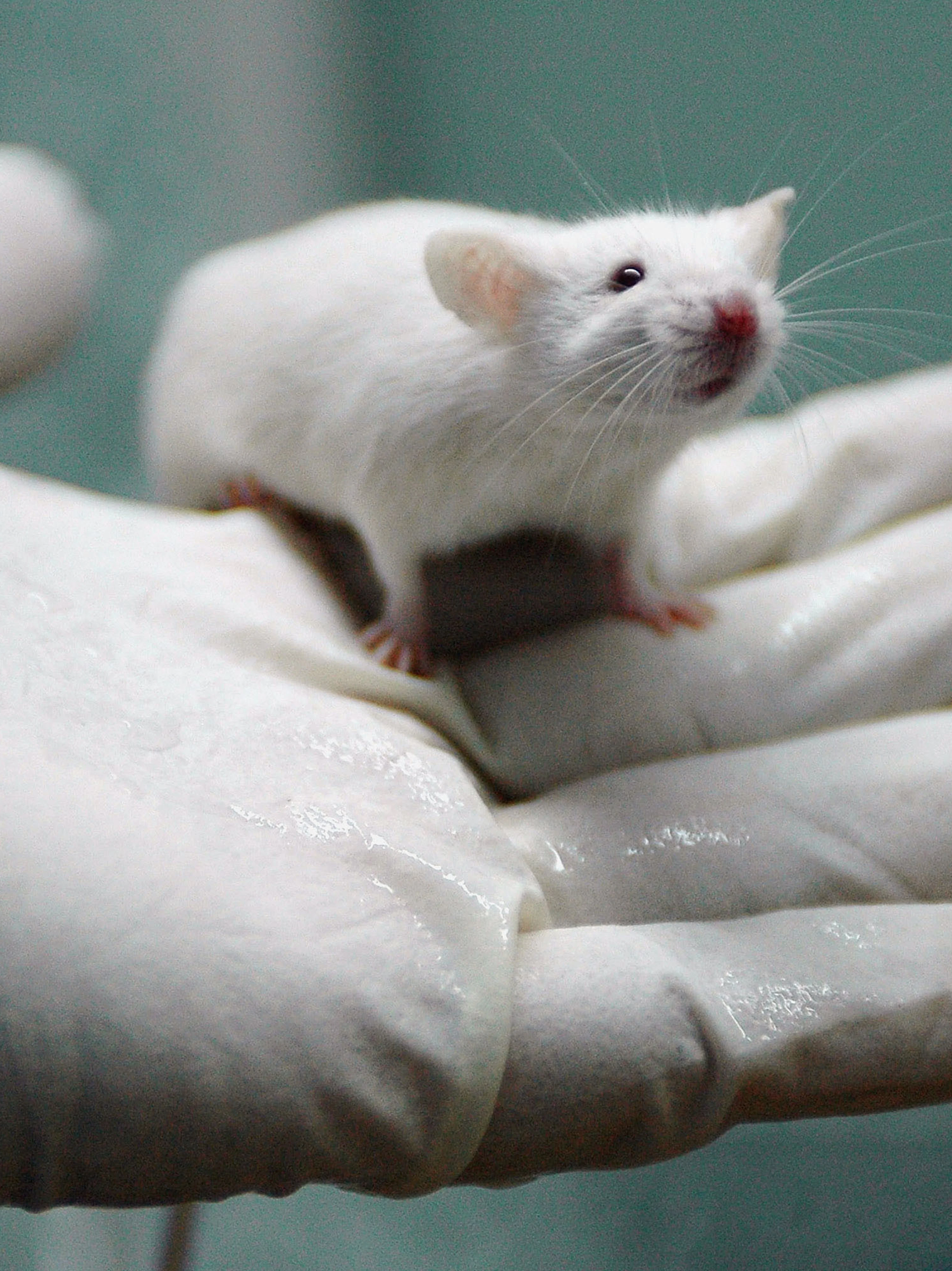 blood anti aging young Old Alkahest Rejuvenate Mice With from Blood Researchers blood anti aging young Old Alkahest Rejuvenate Mice With from Blood Researchers