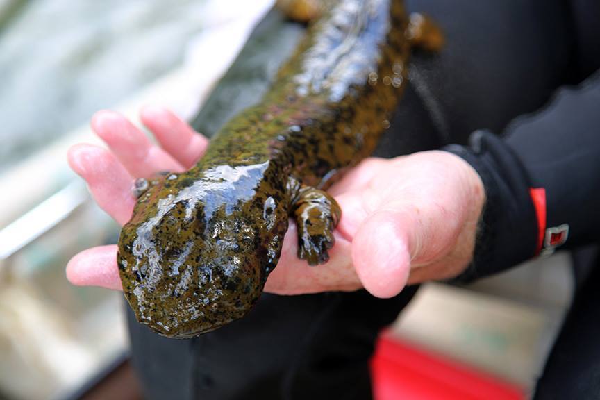 These Photos Prove The Hellbender Salamander Is The World's Greatest ...