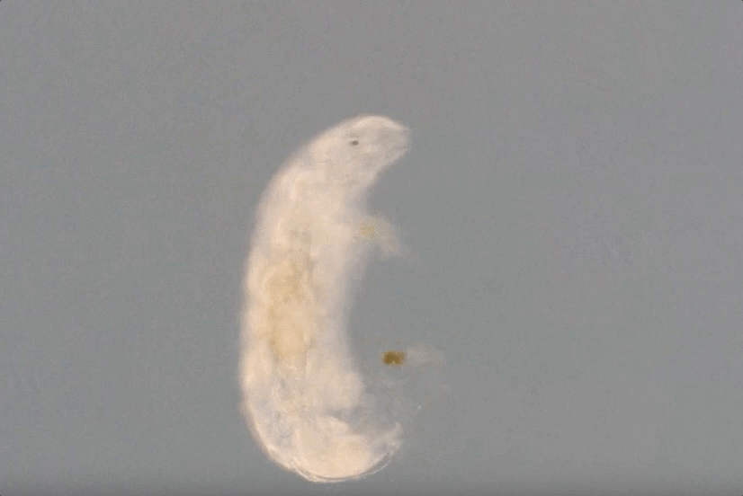 Tardigrade (Water Bear)