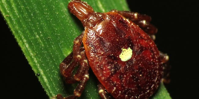 Lone Star Tick