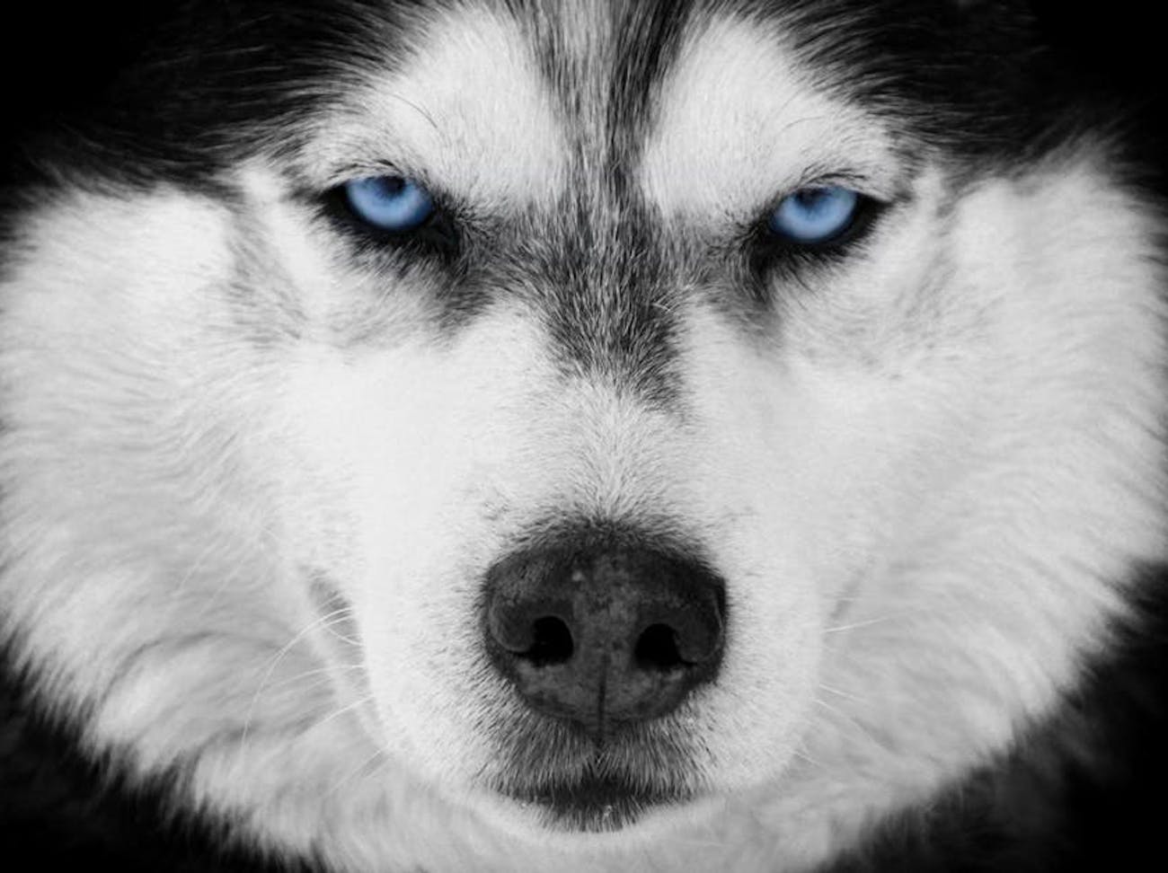 Why Do Siberian Huskies Have Blue Eyes Study Points To