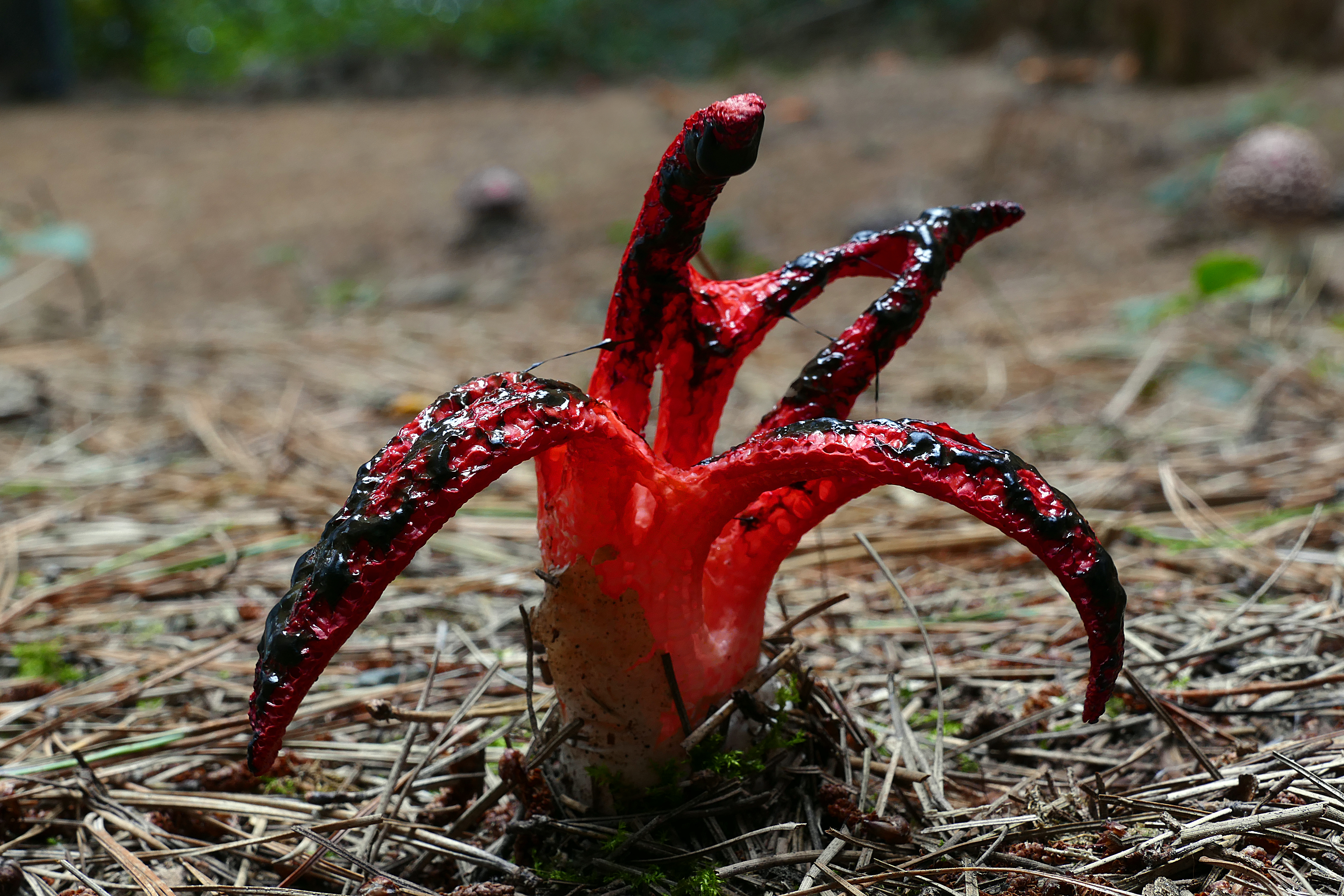 Clathrus Archeri Fungus Why The Devils Fingers Have To - 