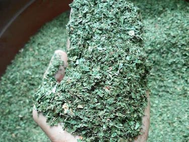 Kratom leaves are harvested, dried, and usually ground to a powder.