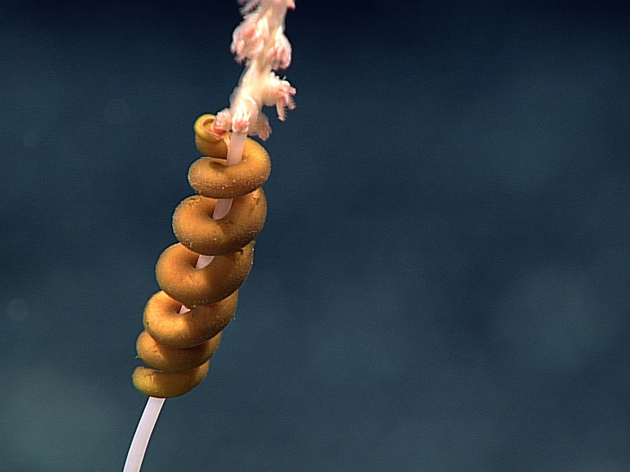 These Deep Ocean Expeditions Have Captured Some Wicked Cool Sea Life ...