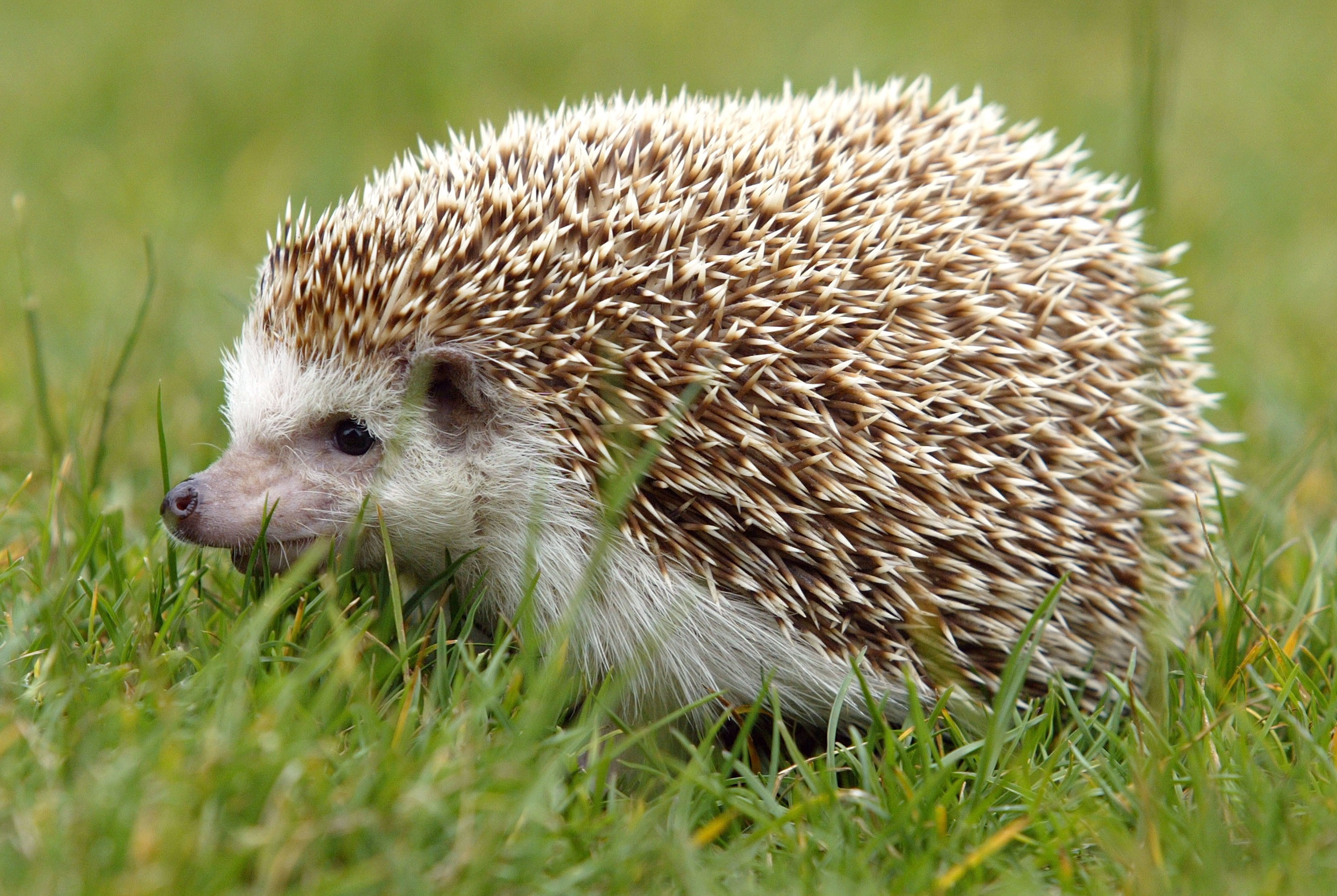 Hedgehog Spines Hold The Secret To Preventing Concussions | Inverse