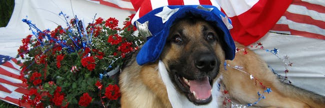 Why Dogs Are Afraid Of Fireworks Inverse