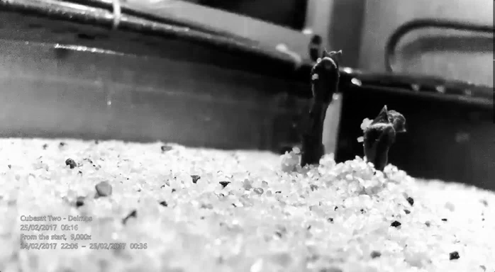 The International Potato Center has been conducting experiments on whether potatoes can grow in Martian conditions.