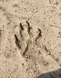 wolf footprint