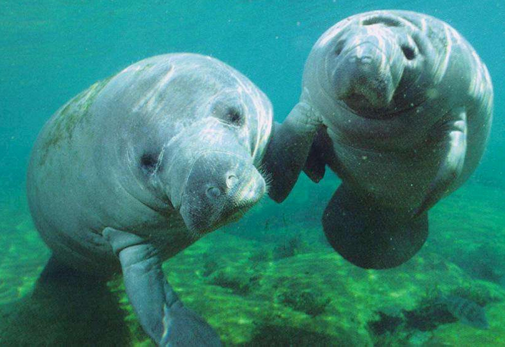 Florida's Endangered Manatees Could Be Promoted to Merely “Threatened