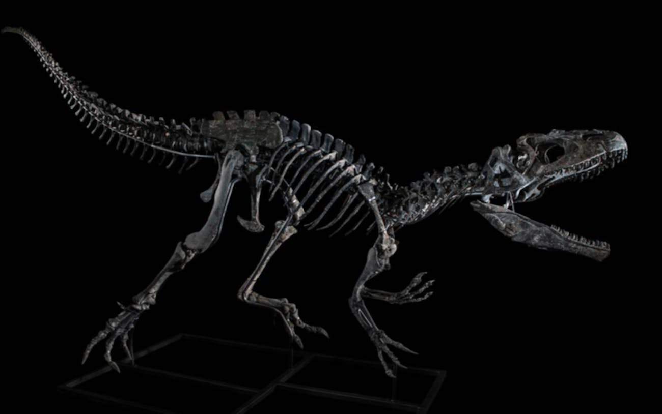 allosaurus skeleton