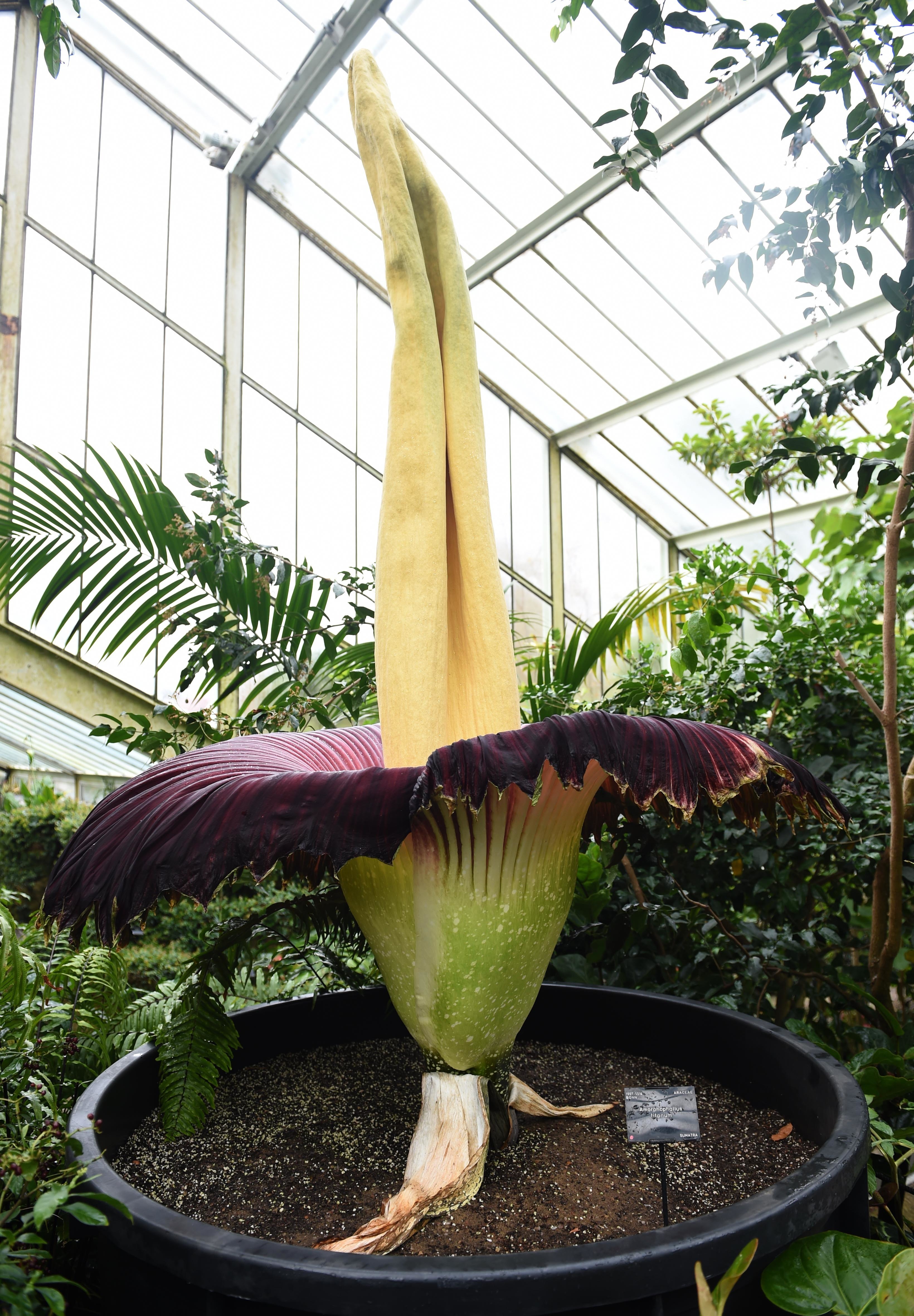 watch live video of the blooming corpse flower at the new york