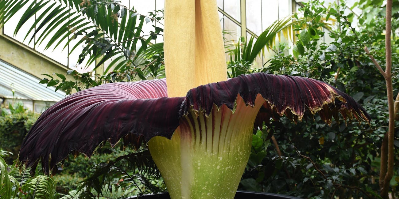 watch live video of the blooming corpse flower at the new york