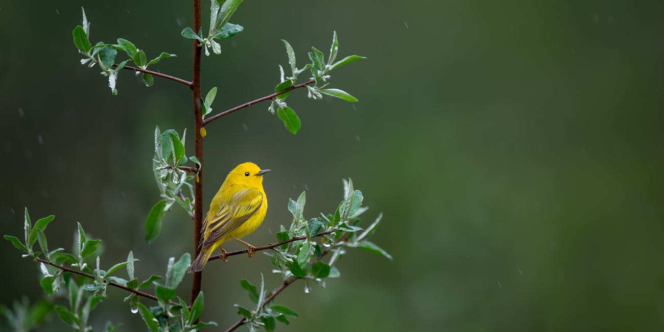 Researchers saw that warblers were some of the birds whose populations decreased the most in the past five decades.