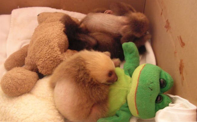 Baby Sloths with Animals