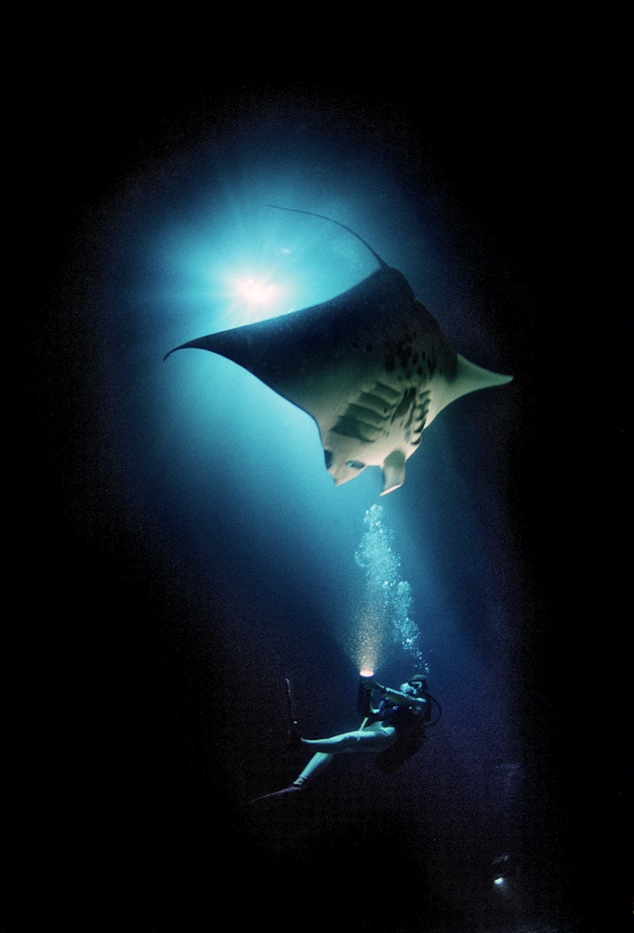 A diver swims with a manta ray, one of the at-risk species featured in 'Racing Extinction.'
