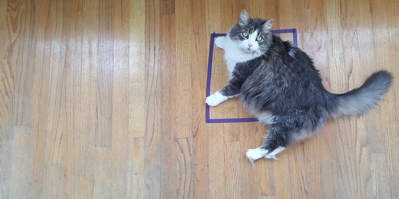 the science behind cat