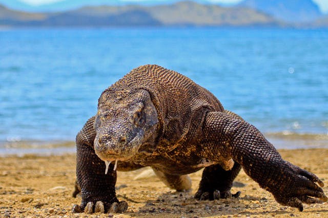 Komodo Dragon