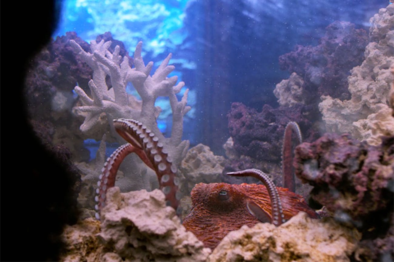 Dr. Karl Malus is obsessed with this one octopus in 'Jessica Jones'.