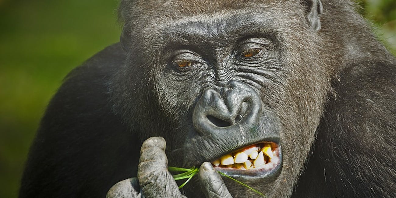 Gorillas