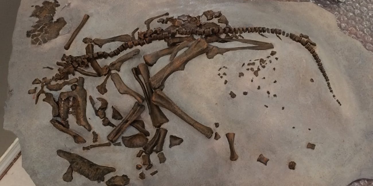 Given that these warm-blooded creatures required considerable resources to reach adult size, took more than a year to mature and had slow incubation times, they would have been at a distinct disadvantage compared to other animals that survived the extinction event.