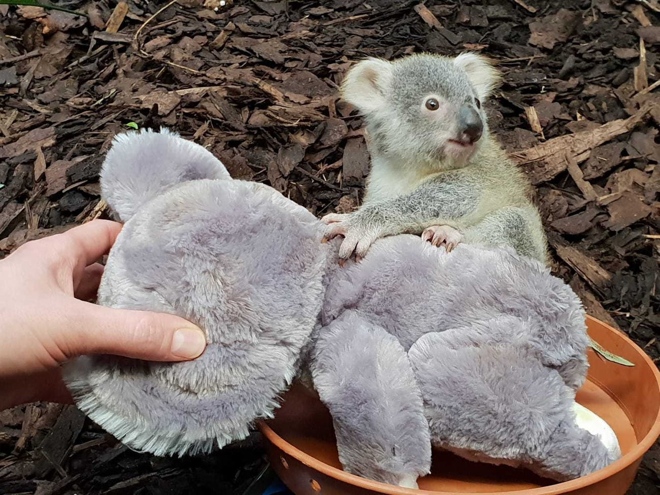 Квинслендский коала Koalemus