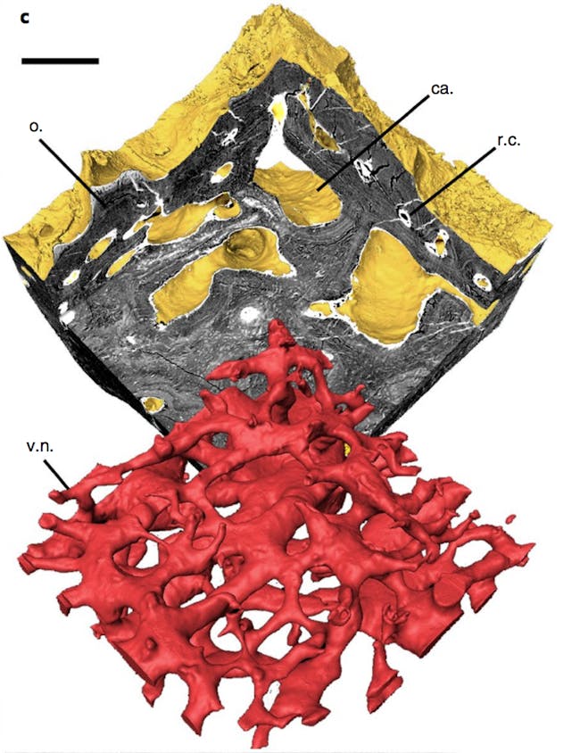 3D aspidin