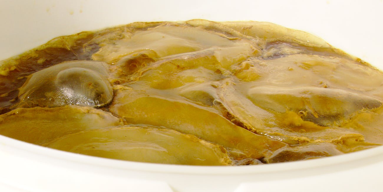 Kombucha SCOBY