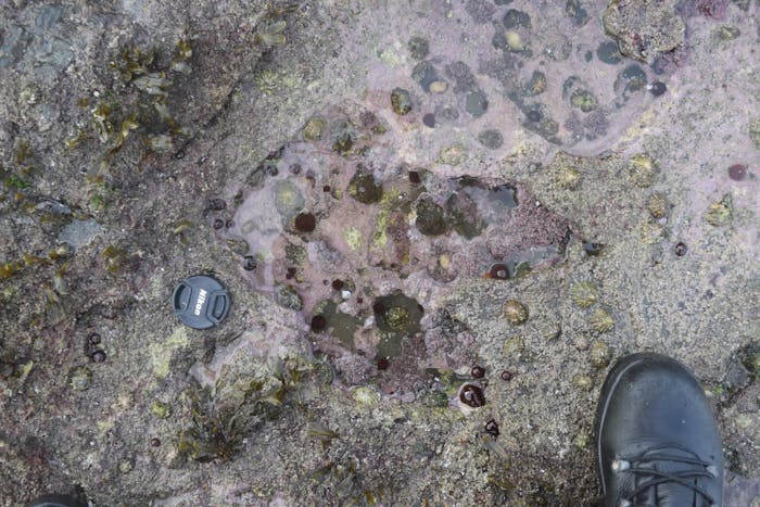 theropod footprint