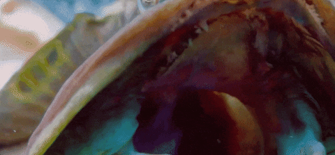 n. blanchardi sarcastic fringehead