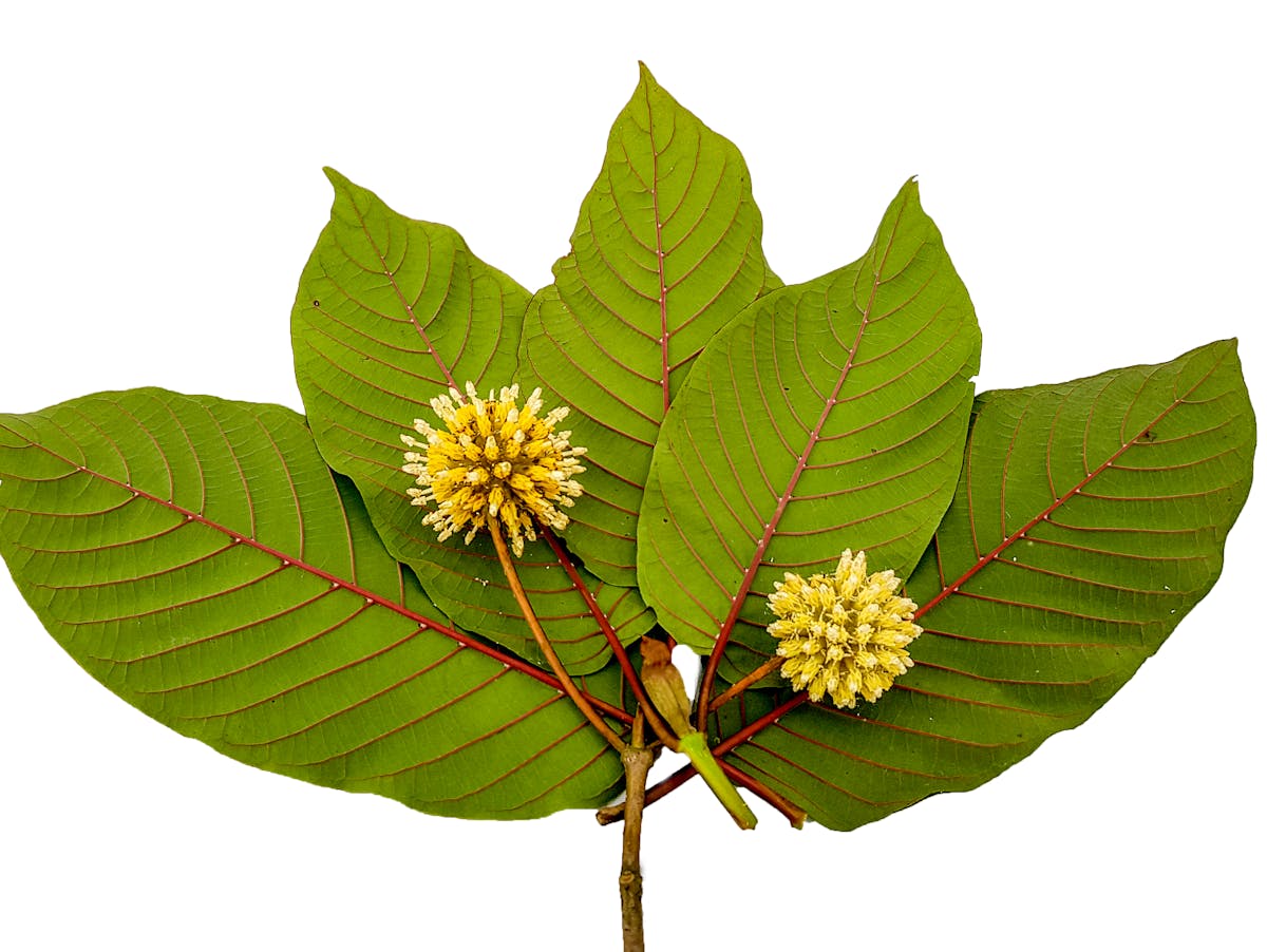 Kratom leaves