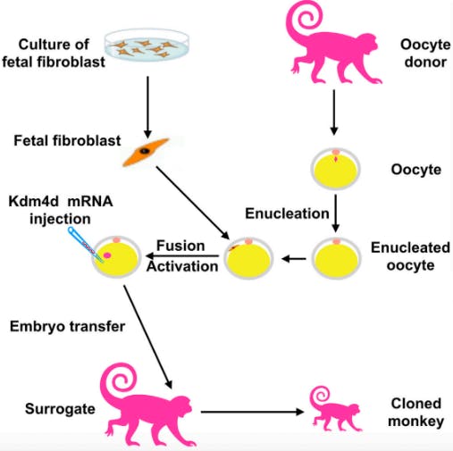 First Monkey Clones Made With “Dolly” Method, Chinese Scientists Say