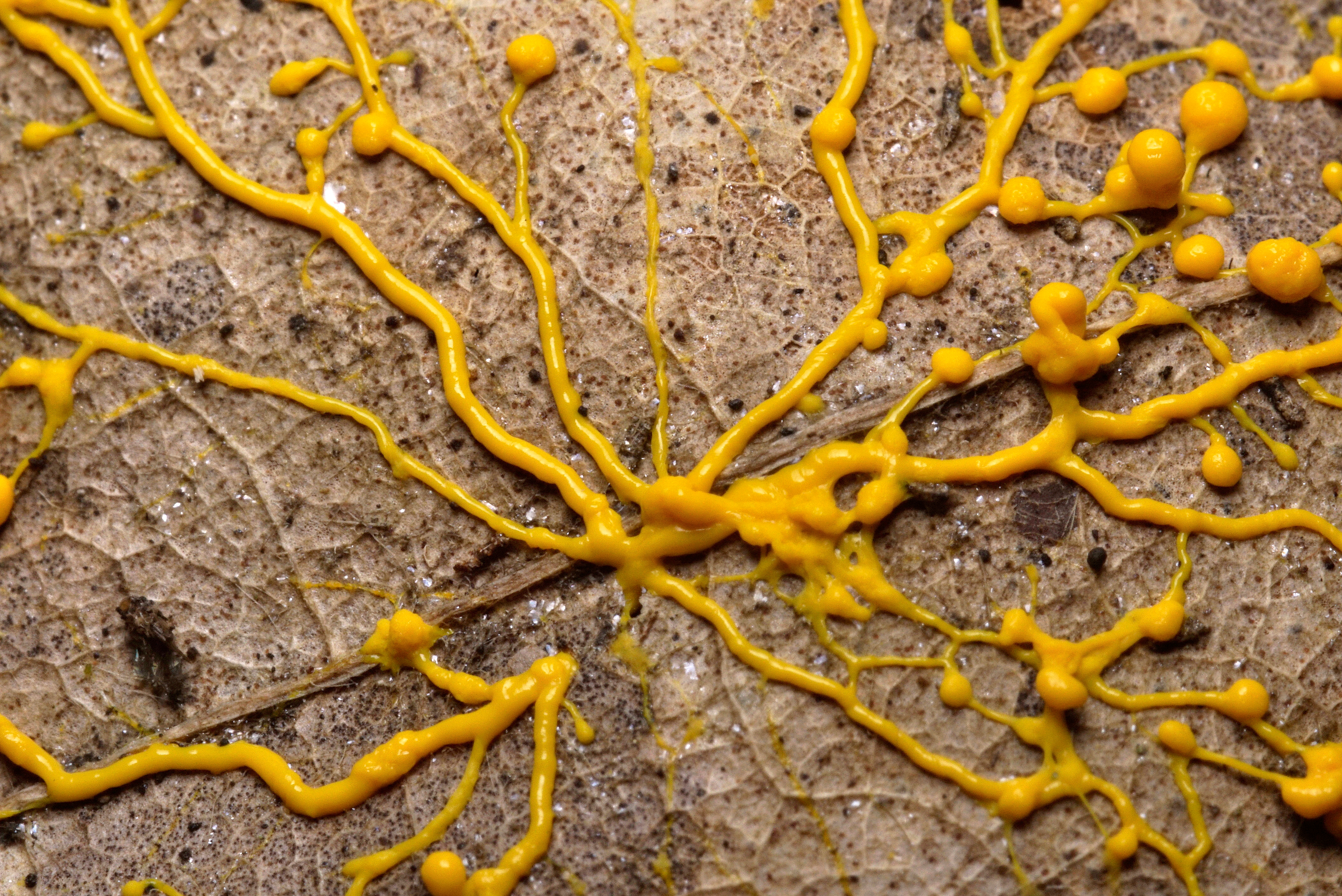slime mold