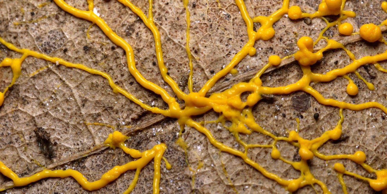 slime mold