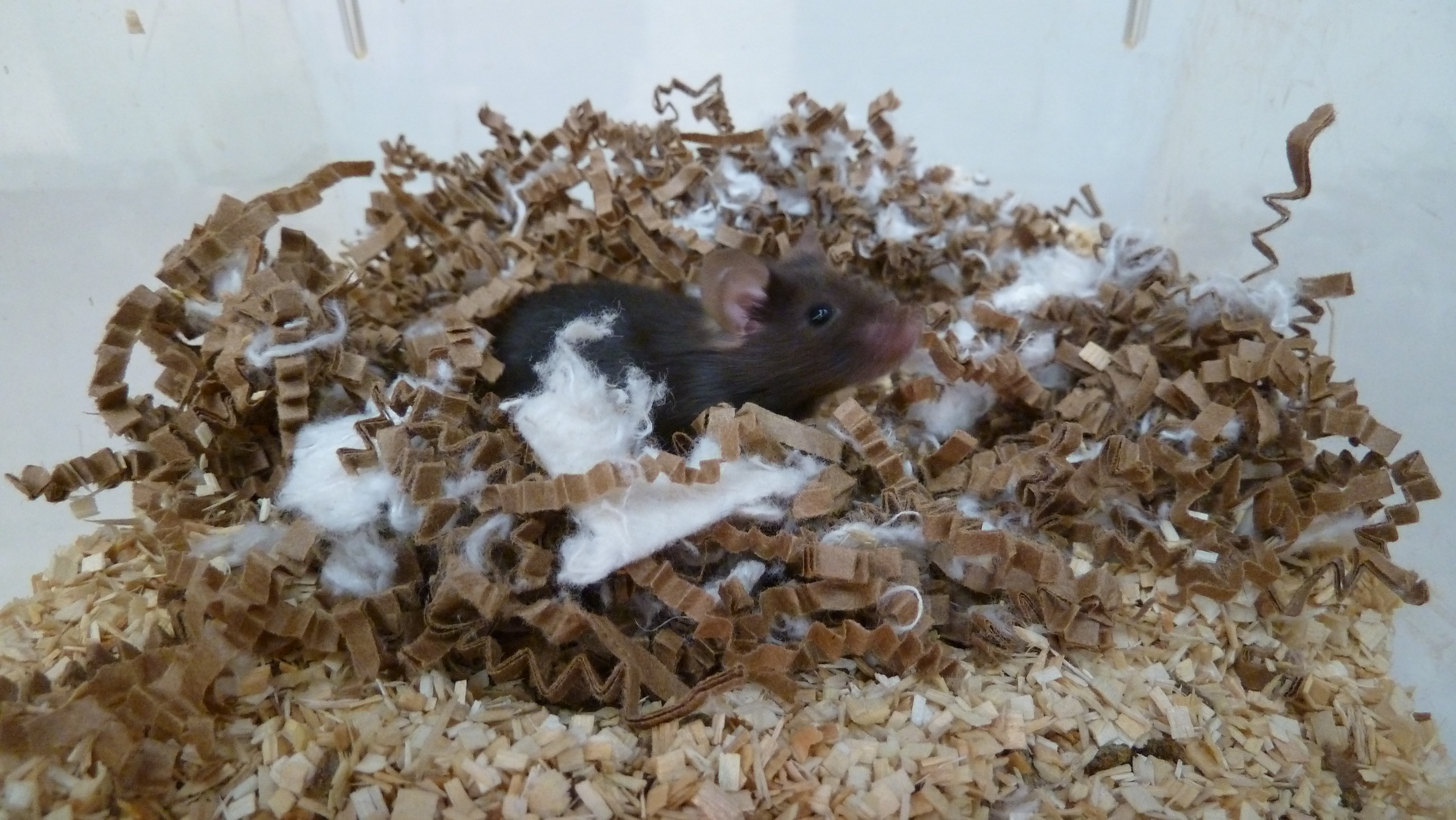 Stanford Study Links Sleep and Motivation in Mouse Brains Inverse