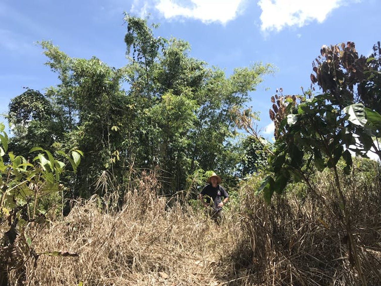 The author on the former site of the Brooke cottage. Locals sprayed the area with weed-killer to reclaim the clearing from the jungle.