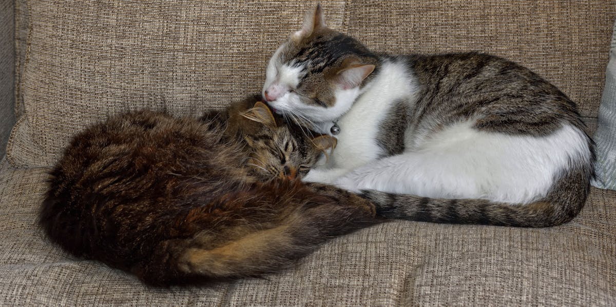 Why Cats Lick and Bite You, According to Science Inverse