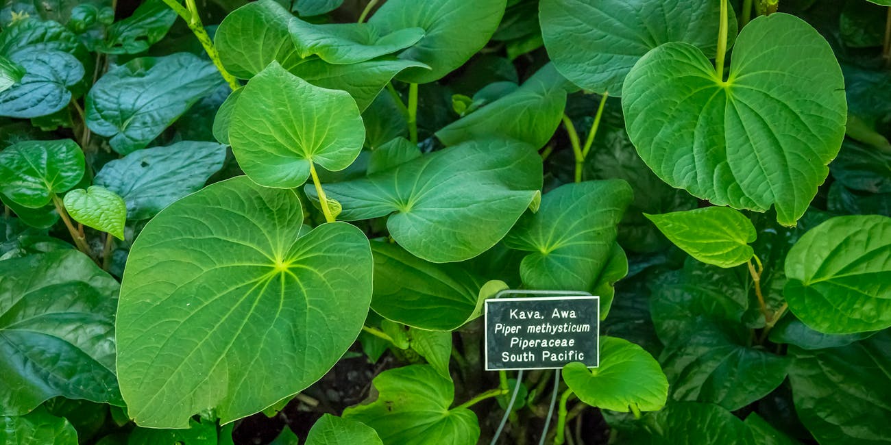 kava