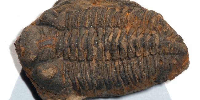 Trilobite Metacryphaeus