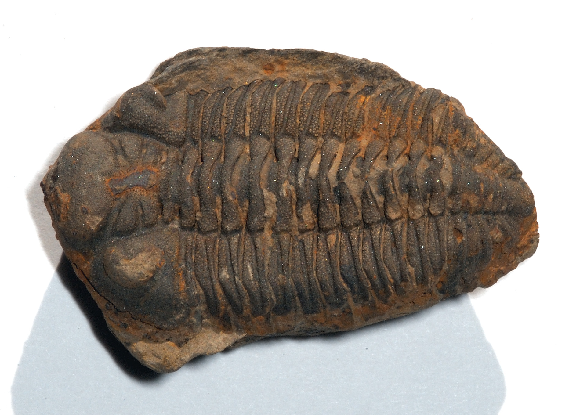 Trilobite Metacryphaeus